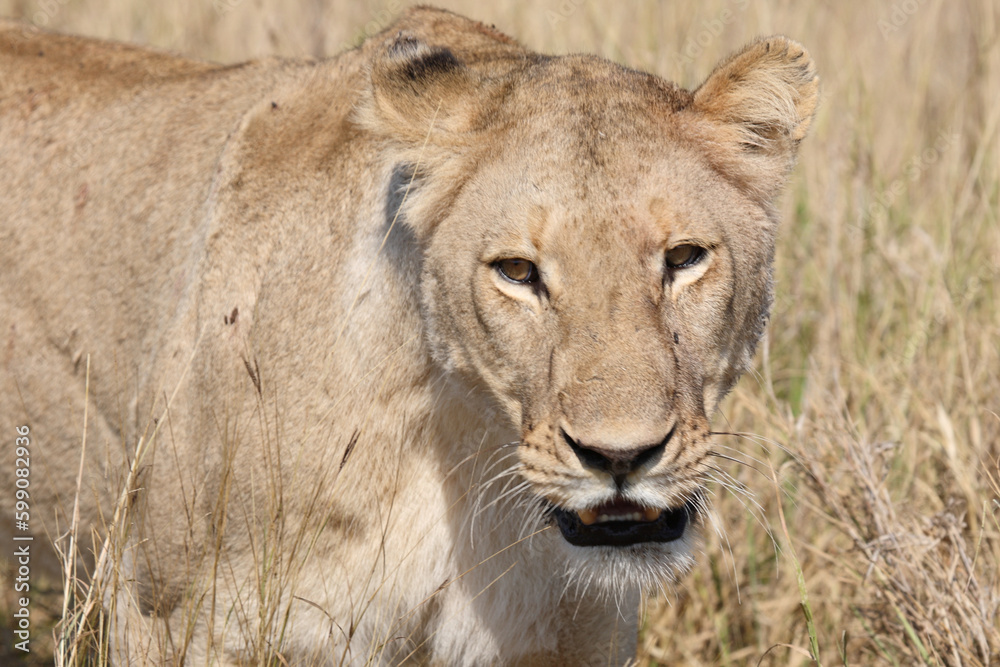 Afrikanischer Löwe / African lion / Panthera leo. Afrikanischer Löwe / African lion / Panthera leo.