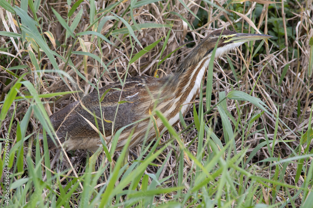 An american bittern hiding in the wetland foliage An american bittern hiding in the wetland foliage