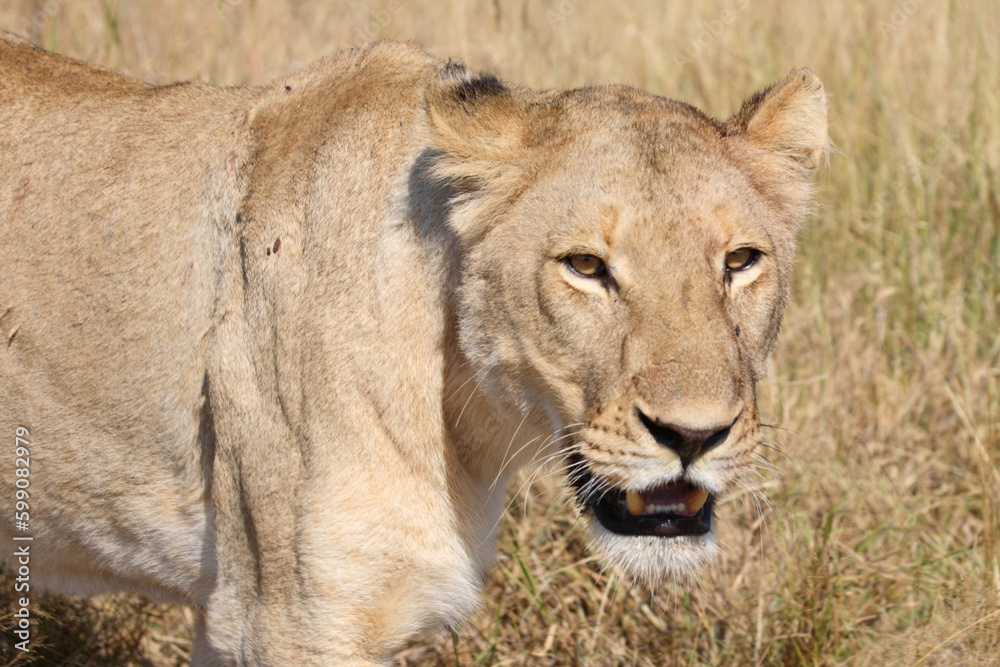 Afrikanischer Löwe / African lion / Panthera leo. Afrikanischer Löwe / African lion / Panthera leo.