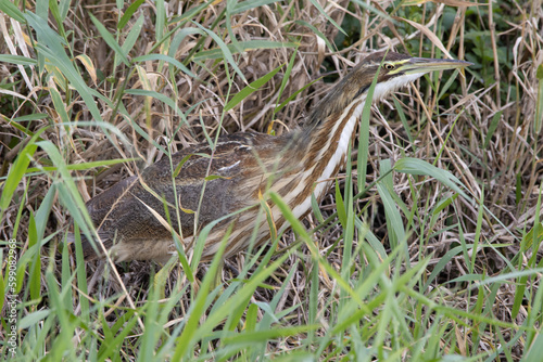 An american bittern hiding in the wetland foliage