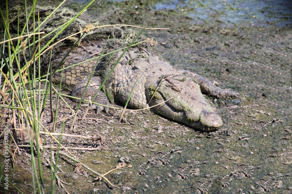 Nilkrokodil / Nile crocodile / Crocodylus niloticus Nilkrokodil / Nile crocodile / Crocodylus niloticus