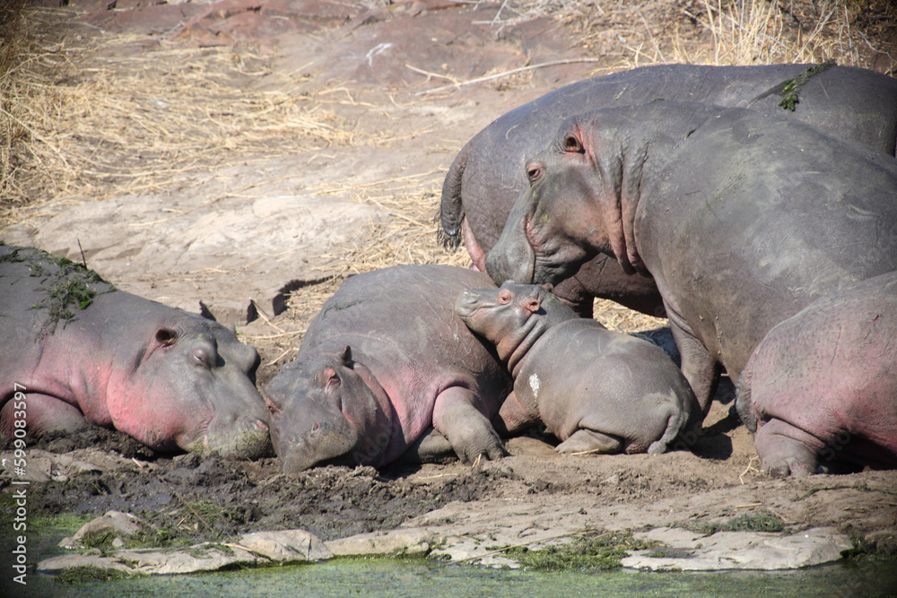 Flußpferd / Hippopotamus / Hippopotamus amphibius. Flußpferd / Hippopotamus / Hippopotamus amphibius.