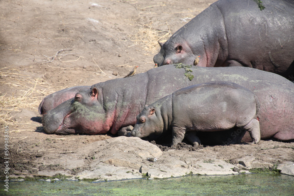Flußpferd und Rotschnabel-Madenhacker / Hippopotamus and Red-billed oxpecker / Hippopotamus amphibius et Buphagus erythrorhynchus. Flußpferd und Rotschnabel-Madenhacker / Hippopotamus and Red-billed oxpecker / Hippopotamus amphibius et Buphagus erythrorhynchus.