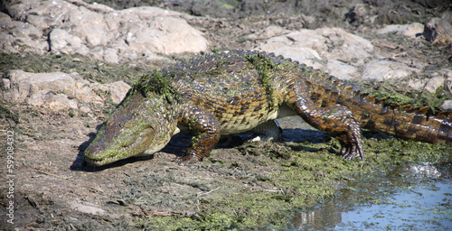 Nilkrokodil   Nile crocodile   Crocodylus niloticus