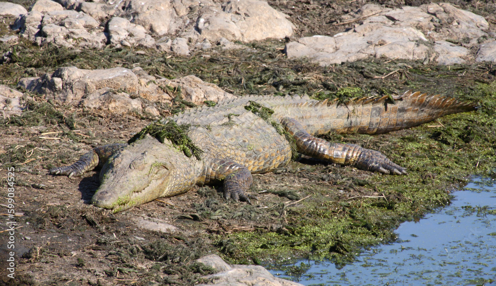 Nilkrokodil / Nile crocodile / Crocodylus niloticus