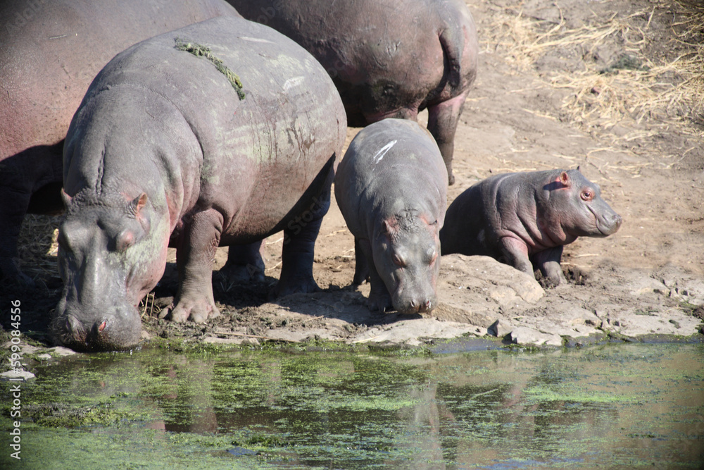 Flußpferd / Hippopotamus / Hippopotamus amphibius.