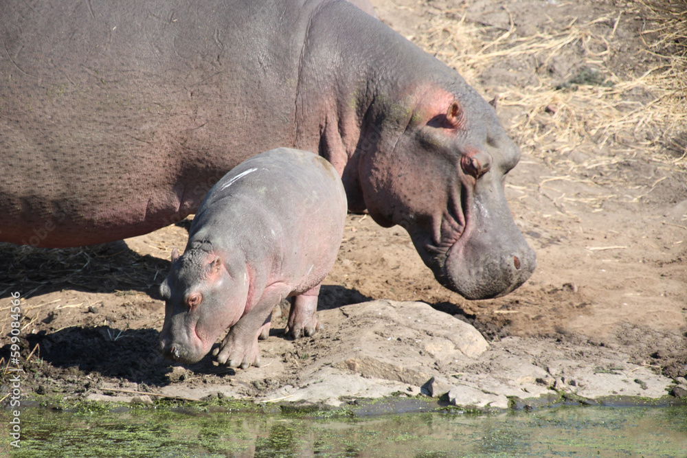 Flußpferd / Hippopotamus / Hippopotamus amphibius. Flußpferd / Hippopotamus / Hippopotamus amphibius.
