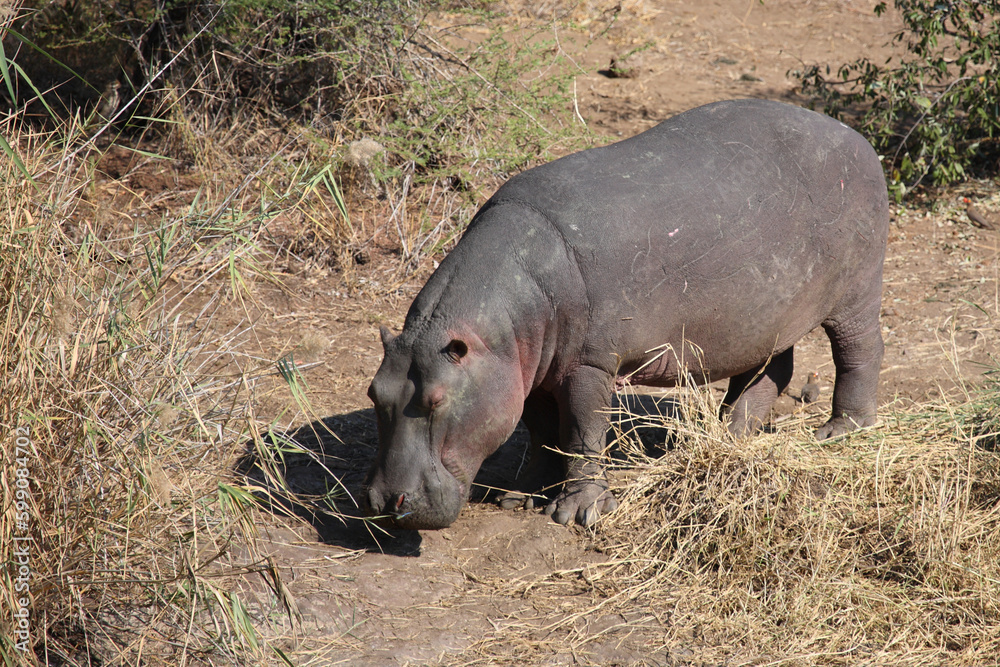 Flußpferd / Hippopotamus / Hippopotamus amphibius Flußpferd / Hippopotamus / Hippopotamus amphibius