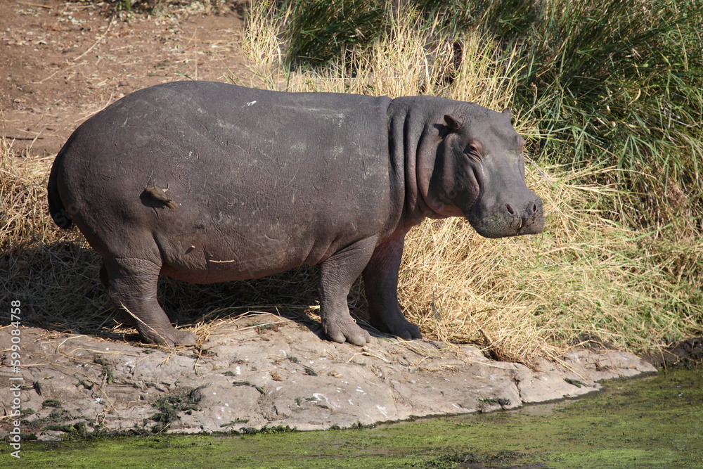 Flußpferd / Hippopotamus / Hippopotamus amphibius Flußpferd / Hippopotamus / Hippopotamus amphibius