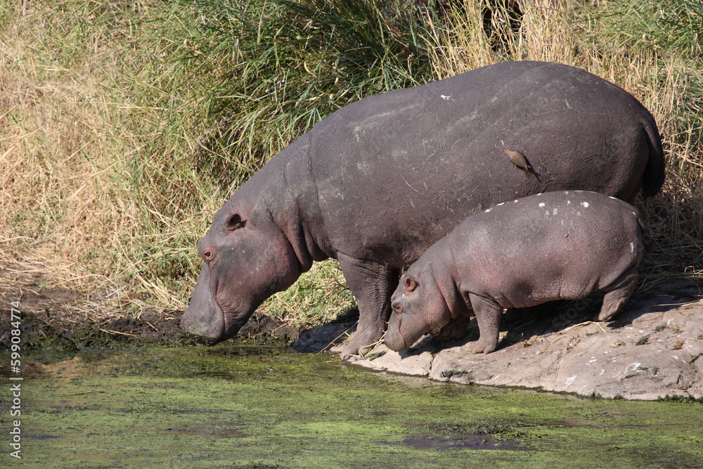 Flußpferd / Hippopotamus / Hippopotamus amphibius. Flußpferd / Hippopotamus / Hippopotamus amphibius.