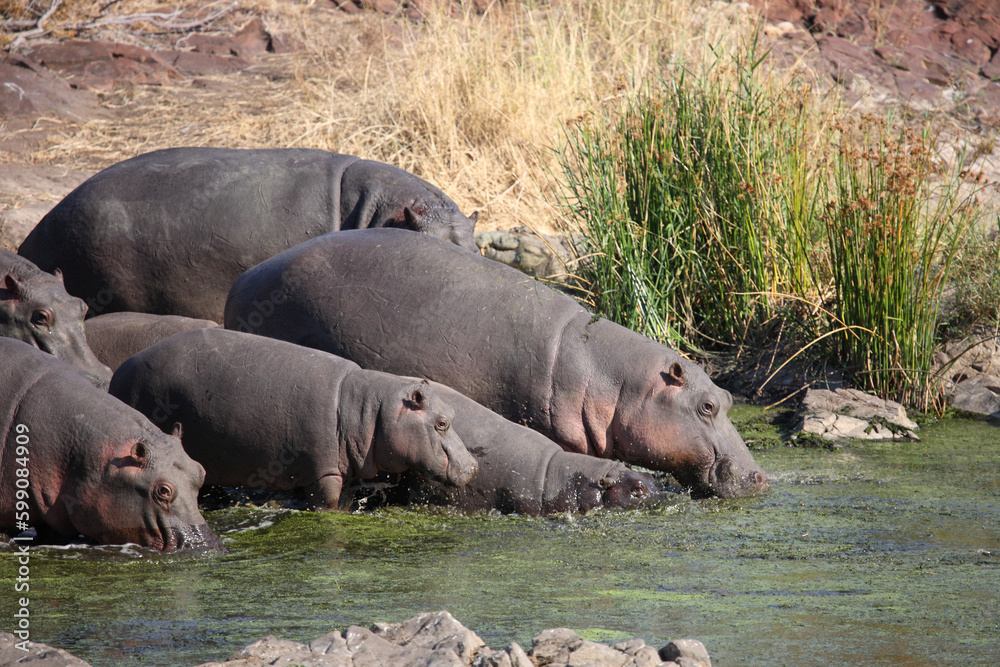 Flußpferd im Sweni River / Hippopotamus in Sweni River / Hippopotamus amphibius. Flußpferd im Sweni River / Hippopotamus in Sweni River / Hippopotamus amphibius.