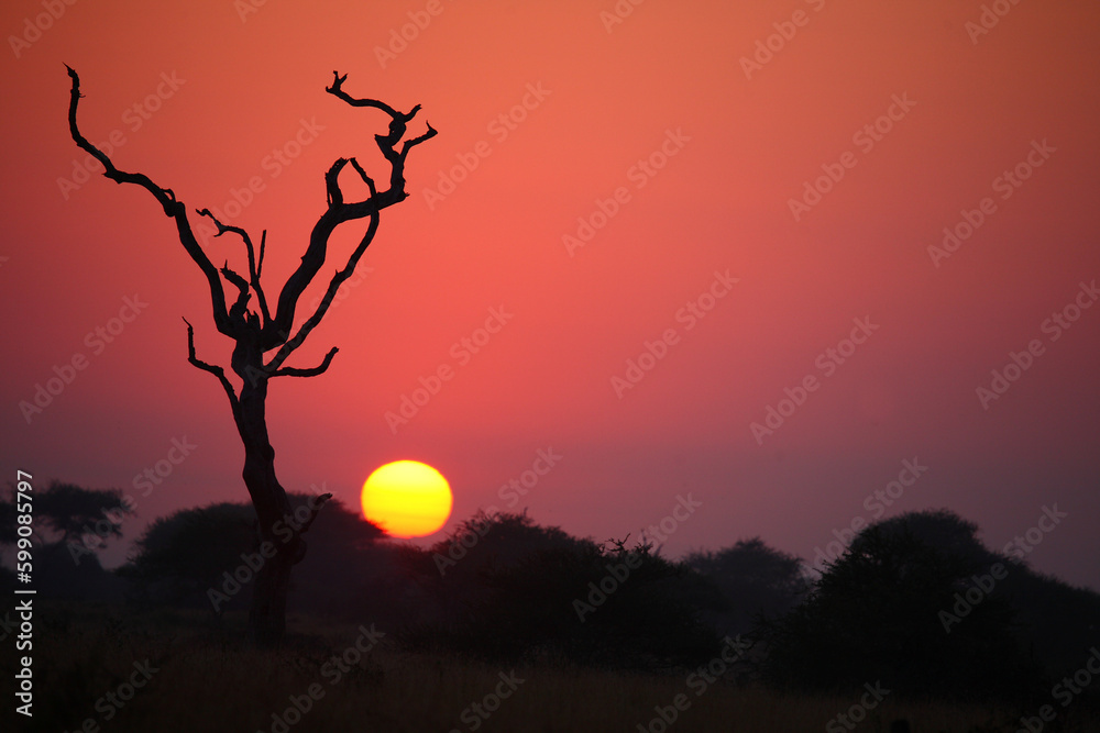 Sonnenaufgang - Krüger Park - Südafrika / Sunrise - Kruger Park - South Africa / Sonnenaufgang - Krüger Park - Südafrika / Sunrise - Kruger Park - South Africa /