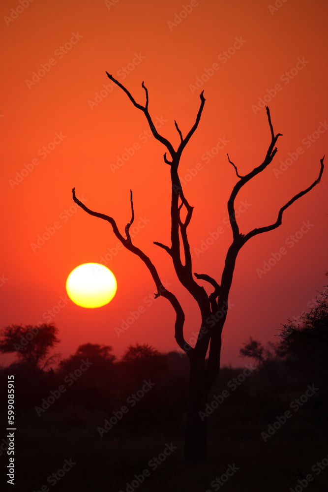 Sonnenaufgang - Krüger Park - Südafrika / Sunrise - Kruger Park - South Africa /