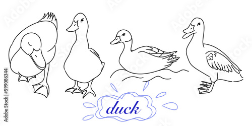 Hand-Drawn doodle of a duck in Various Poses, Rendered in Doodle-Style Drawing with Freehand Sketching