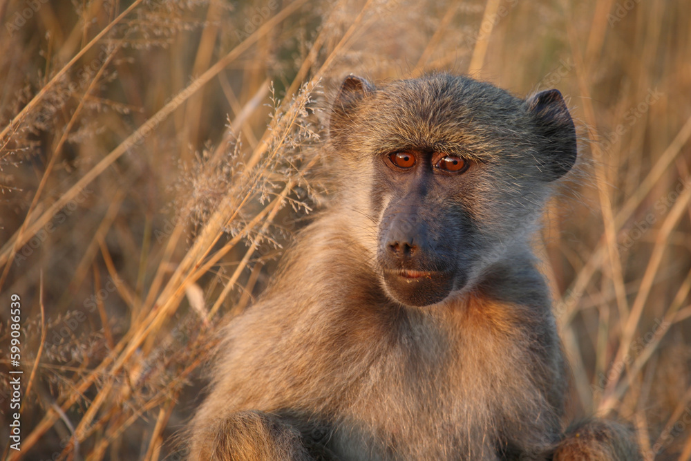 Bärenpavian / Chacma baboon / Papio ursinus Bärenpavian / Chacma baboon / Papio ursinus