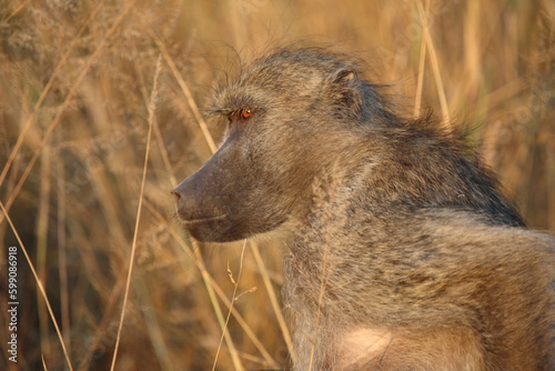 B  renpavian   Chacma baboon   Papio ursinus..