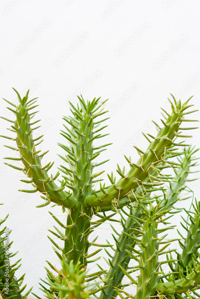 spiky big cactus against white background
spiky big cactus against white background