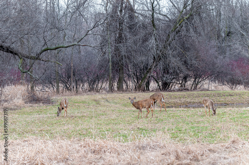 Doe White-tailed Deer And Fawns In The Field In Spring