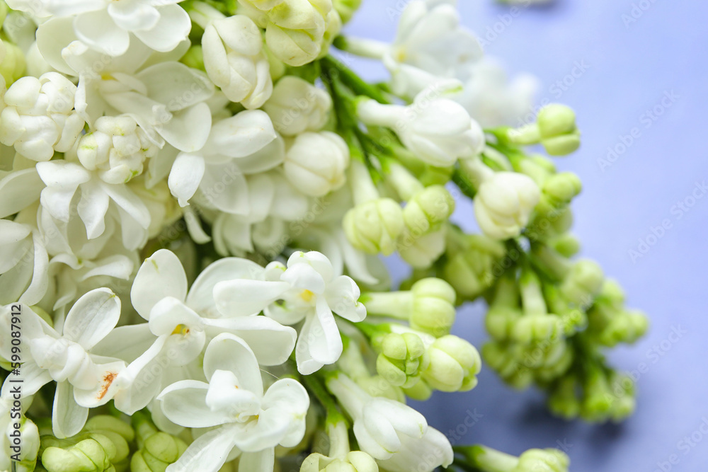 Blooming lilac flowers on blue background Blooming lilac flowers on blue background