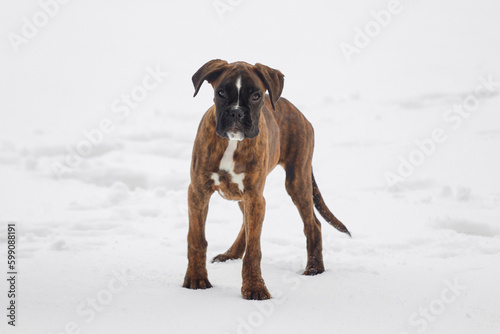 young puppy of a tiger-colored boxer looks into the camera. photo in winter on a snowy background © Vadzim