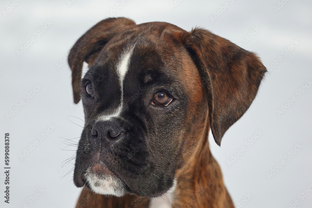 portrait of a young boxer puppy of tiger color. photo in winter on a snowy background