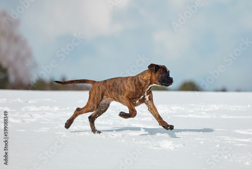 young tiger-colored boxer puppy froze on the run. photographing in winter in the snow