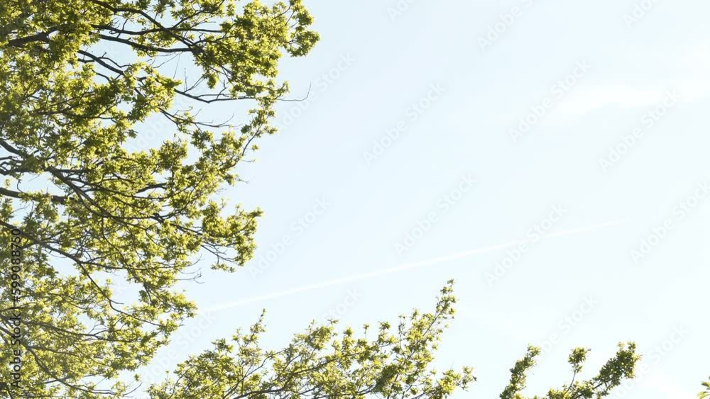 Branche d'arbre et ciel bleu