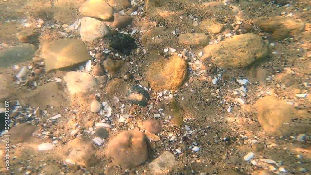 View through water of rocky seabed with shells in sunny weather. Transparent water. Ripples on water, sun glare, reflection of sun ripples on surface of sand. Nature, natural background. View through water of rocky seabed with shells in sunny weather. Transparent water. Ripples on water, sun glare, reflection of sun ripples on surface of sand. Nature, natural background.