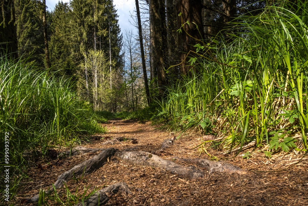 Impressions of the hiking trail Ilztalwanderweg near Kalteneck, Passau, Bavaria, in spring Impressions of the hiking trail Ilztalwanderweg near Kalteneck, Passau, Bavaria, in spring