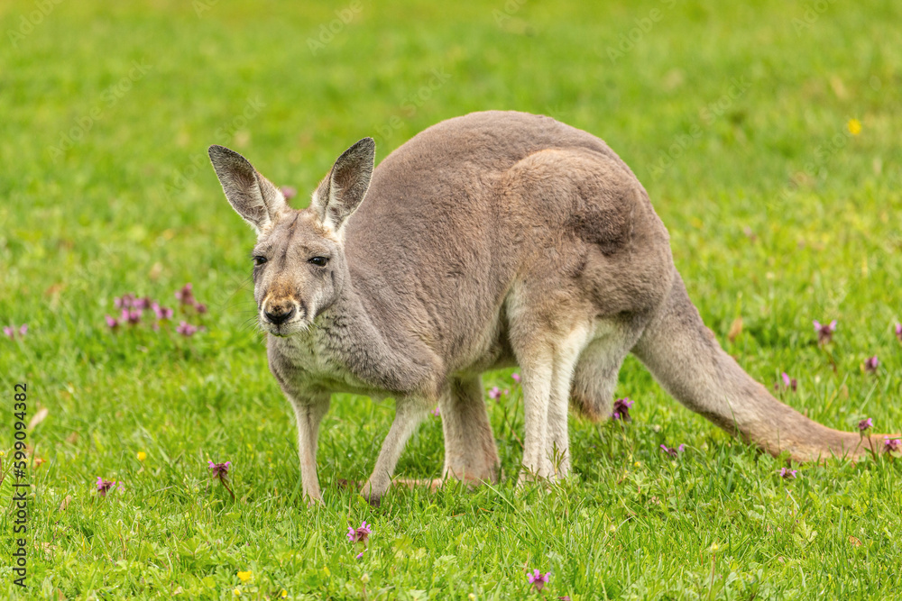 Portrait of a kangaroo on a meadow in spring outdoors