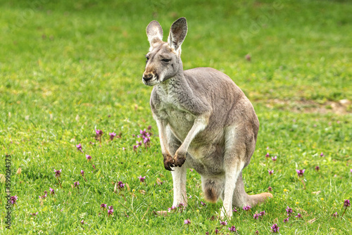 Portrait of a kangaroo on a meadow in spring outdoors