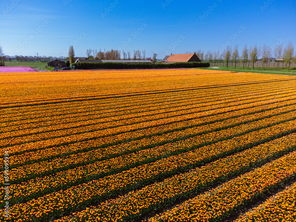 Tulip Field In The Netherlands And A Farm From Above. Rural Spring Landscape With Flowers, Drone Shot