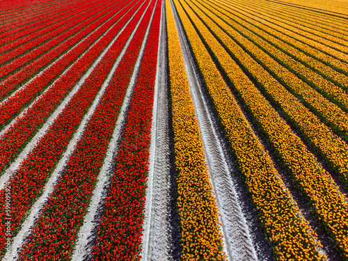Tulip Field In The Netherlands From Above. Rural Spring Landscape With Flowers, Drone Shot
