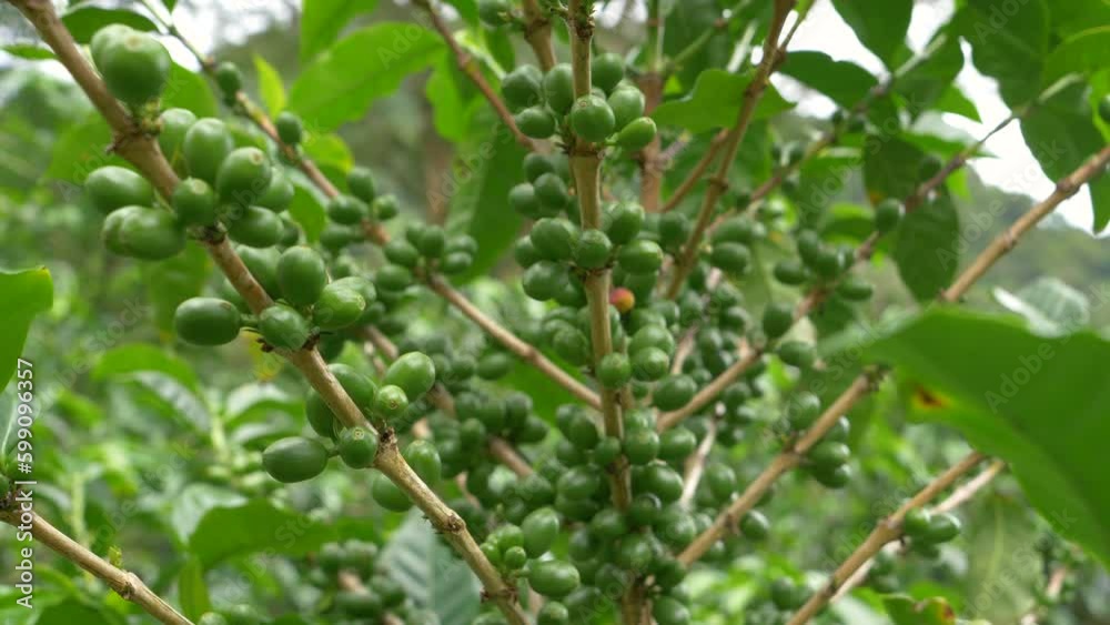 CLOSE UP: Coffee plant with abundance of raw green berries on wooden branches. Ripening cherries on coffea flower cultivated for production of high-quality coffee in highlands of Chiriqui Province. CLOSE UP: Coffee plant with abundance of raw green berries on wooden branches. Ripening cherries on coffea flower cultivated for production of high-quality coffee in highlands of Chiriqui Province.