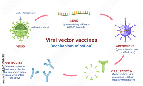 Viral vaccine infographic