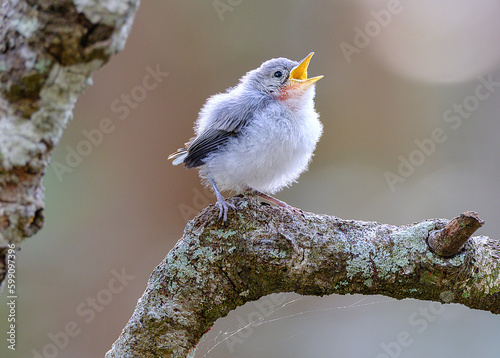 Baby bird