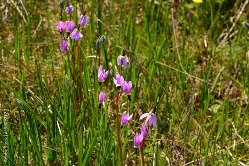 Henderson's Shooting Star flowers in a prairie