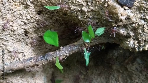 Leafcutter Ant photo