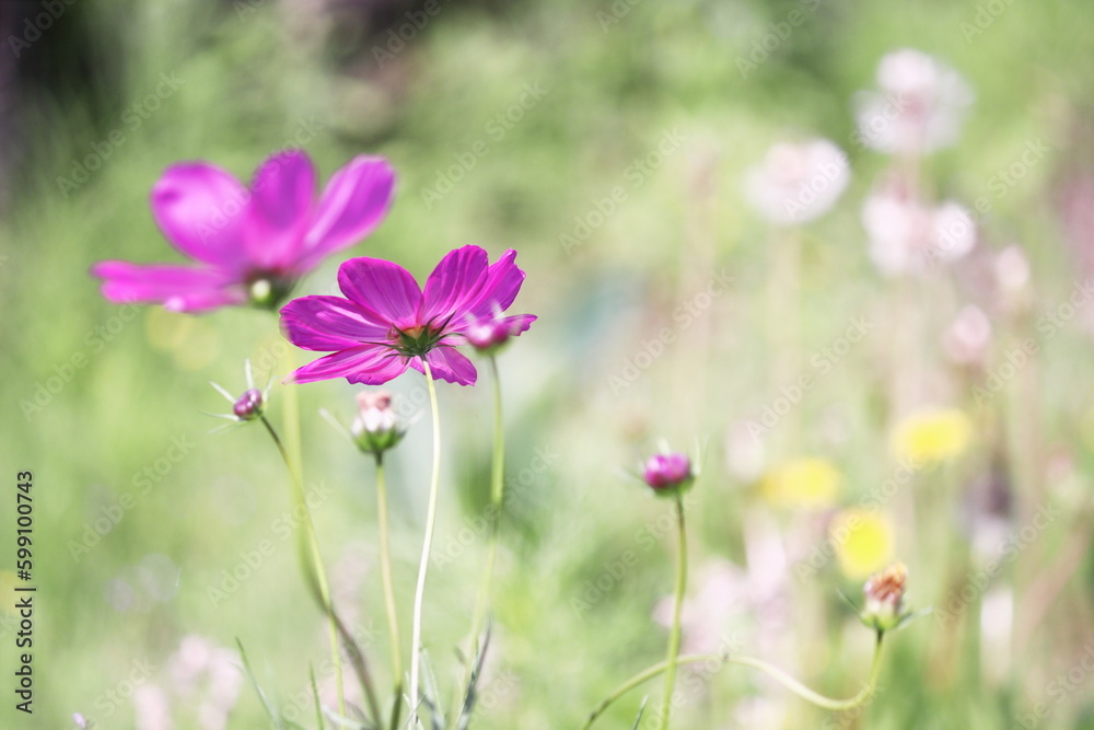 Fototapeta premium 美しい緑の背景とピンクのコスモス
