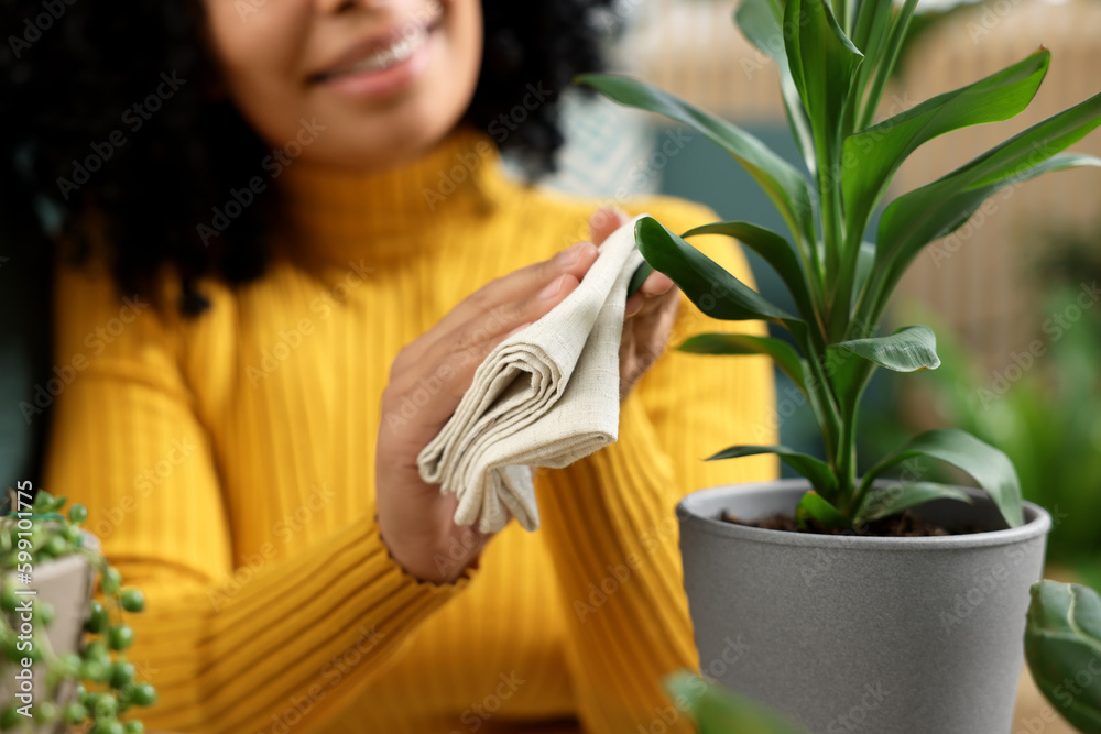 Obraz premium Closeup of happy woman wiping leaf of beautiful potted houseplant indoors