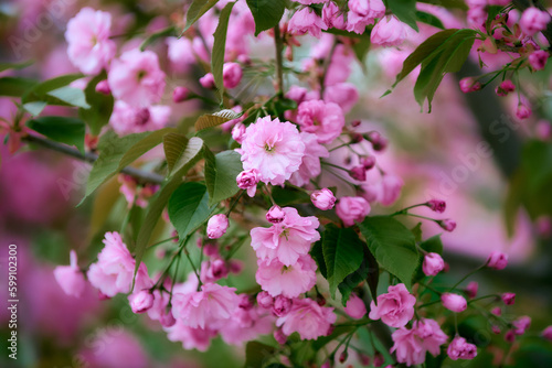 pink flowers of sakura