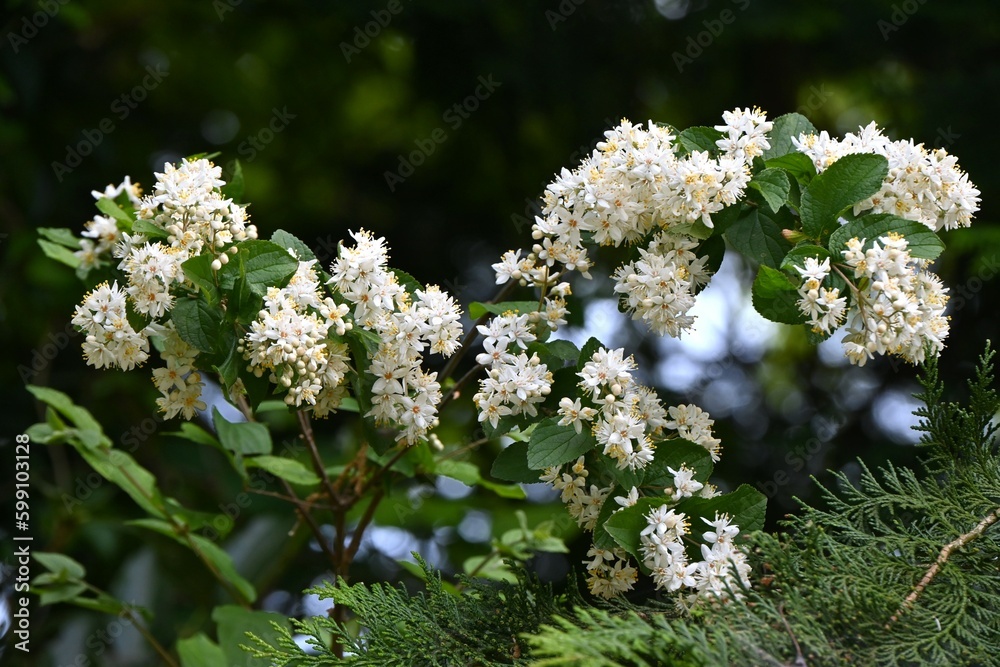 Fuzzy deutzia ( Deutzia scabra ) flowers. Hydrangeaceae deciduous shrub endemic to Japan. Conical white five-petaled flowers bloom from May to June.