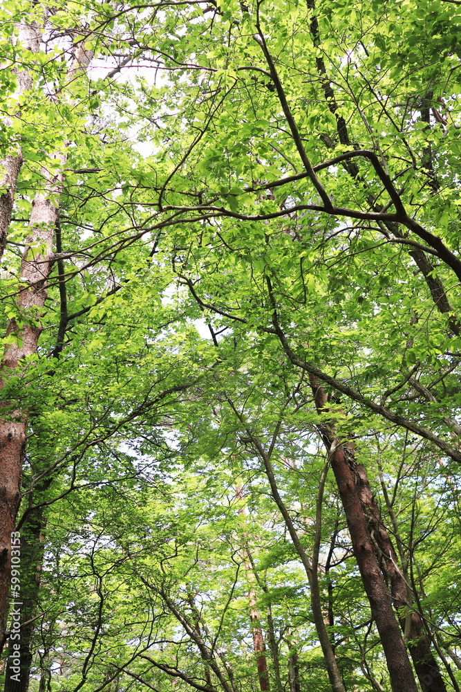 Fototapeta premium 深い森の中の自然風景