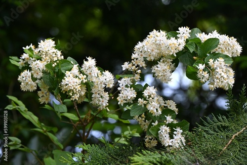 Fuzzy deutzia ( Deutzia scabra ) flowers. Hydrangeaceae deciduous shrub endemic to Japan. Conical white five-petaled flowers bloom from May to June. photo