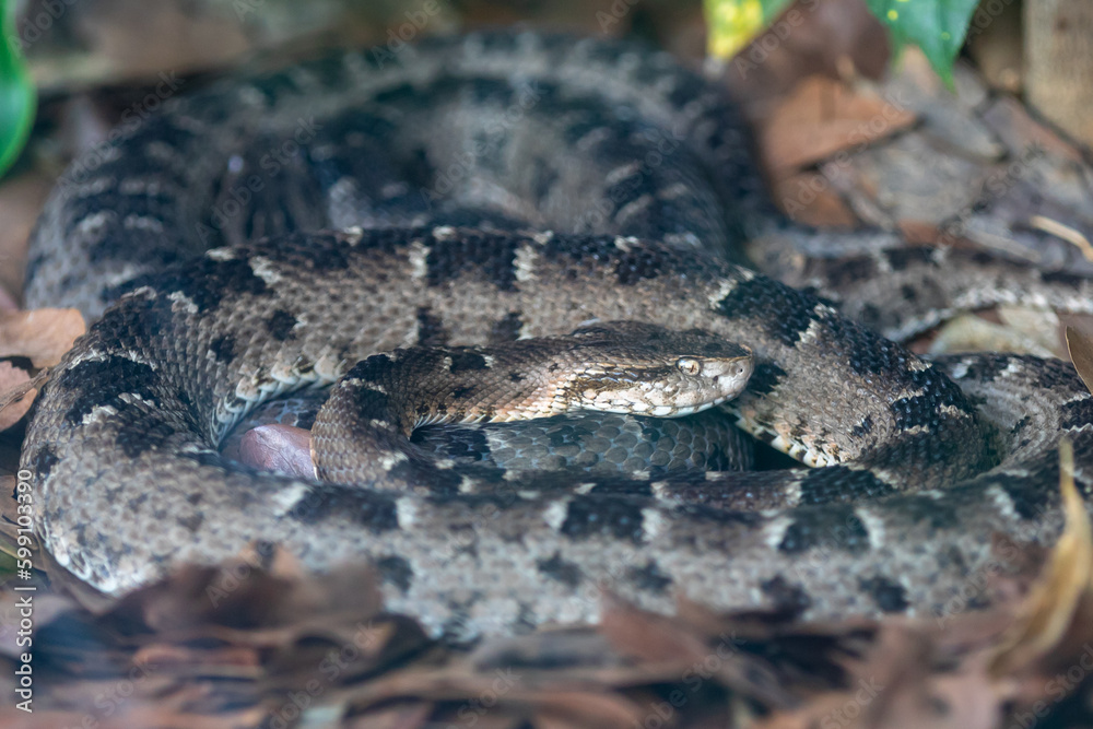 Fototapeta premium Very common venomous snake in Brazil known as 