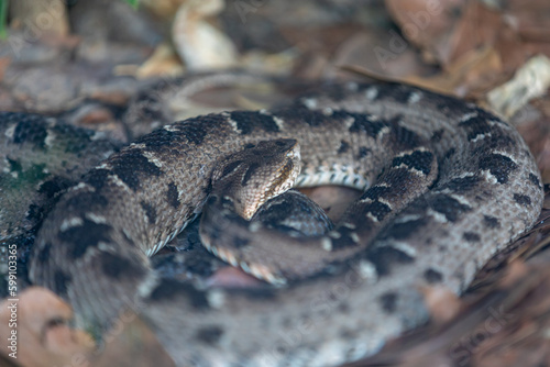 Very common venomous snake in Brazil known as "jararaca Pintada or urutu" (Bothrops neuwiedi) © Adilson