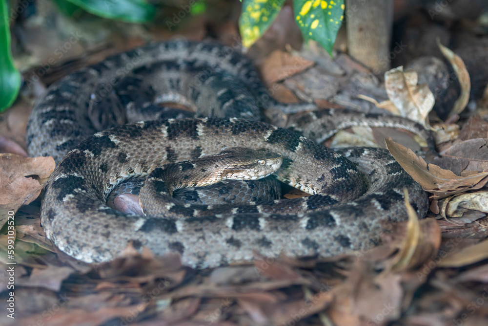 Very common venomous snake in Brazil known as Very common venomous snake in Brazil known as
