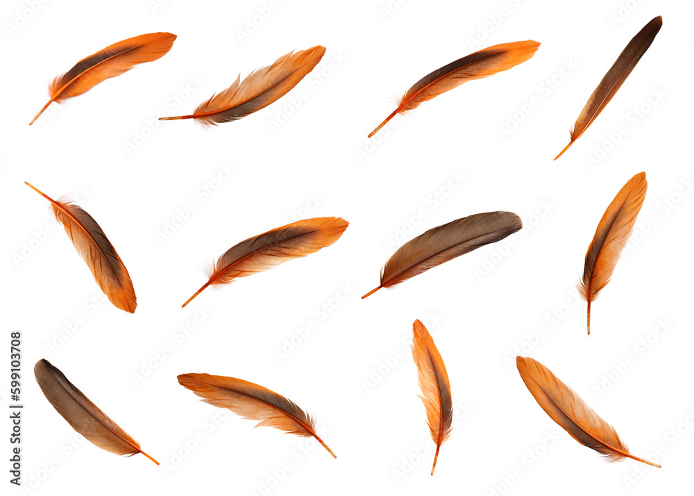 Set with beautiful feathers on white background Set with beautiful feathers on white background
