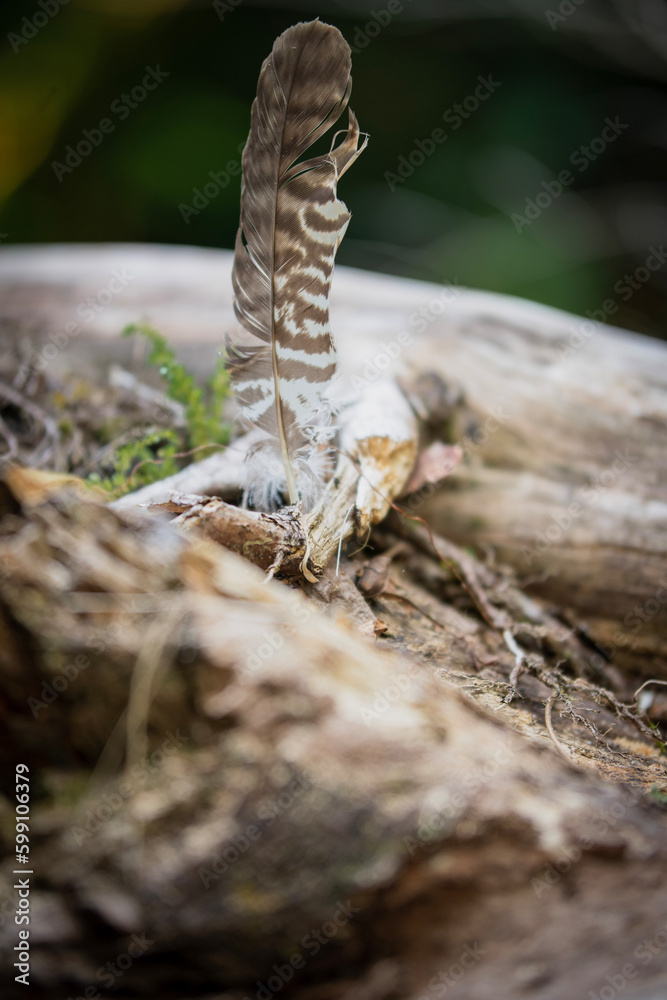 Fototapeta premium feather on the tree
