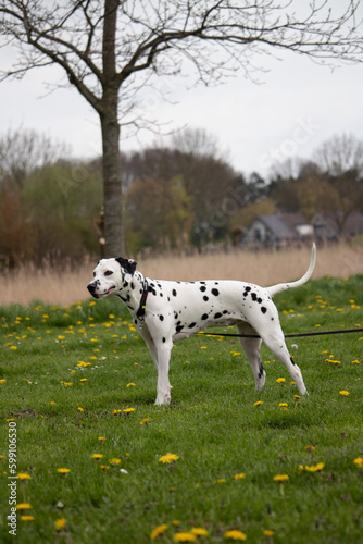 Dalmatian